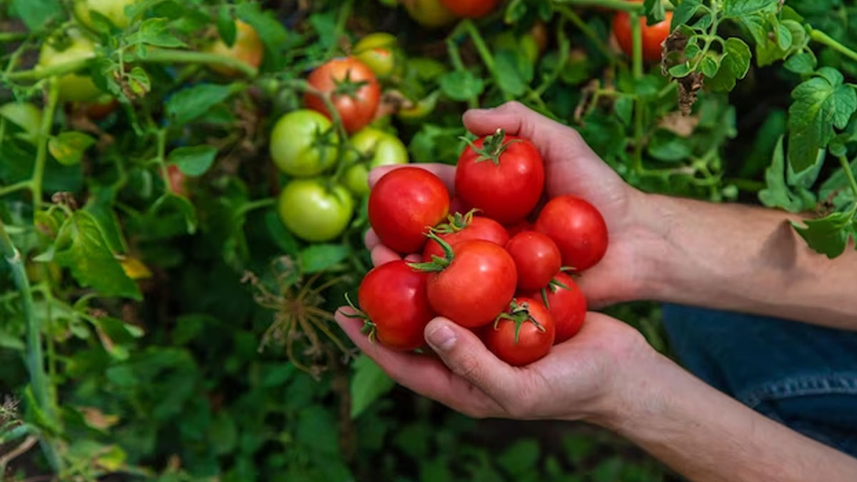 जानें 3 करोड़ रुपये प्रति किलो बिकने वाले टमाटर के बीज की खासियत know