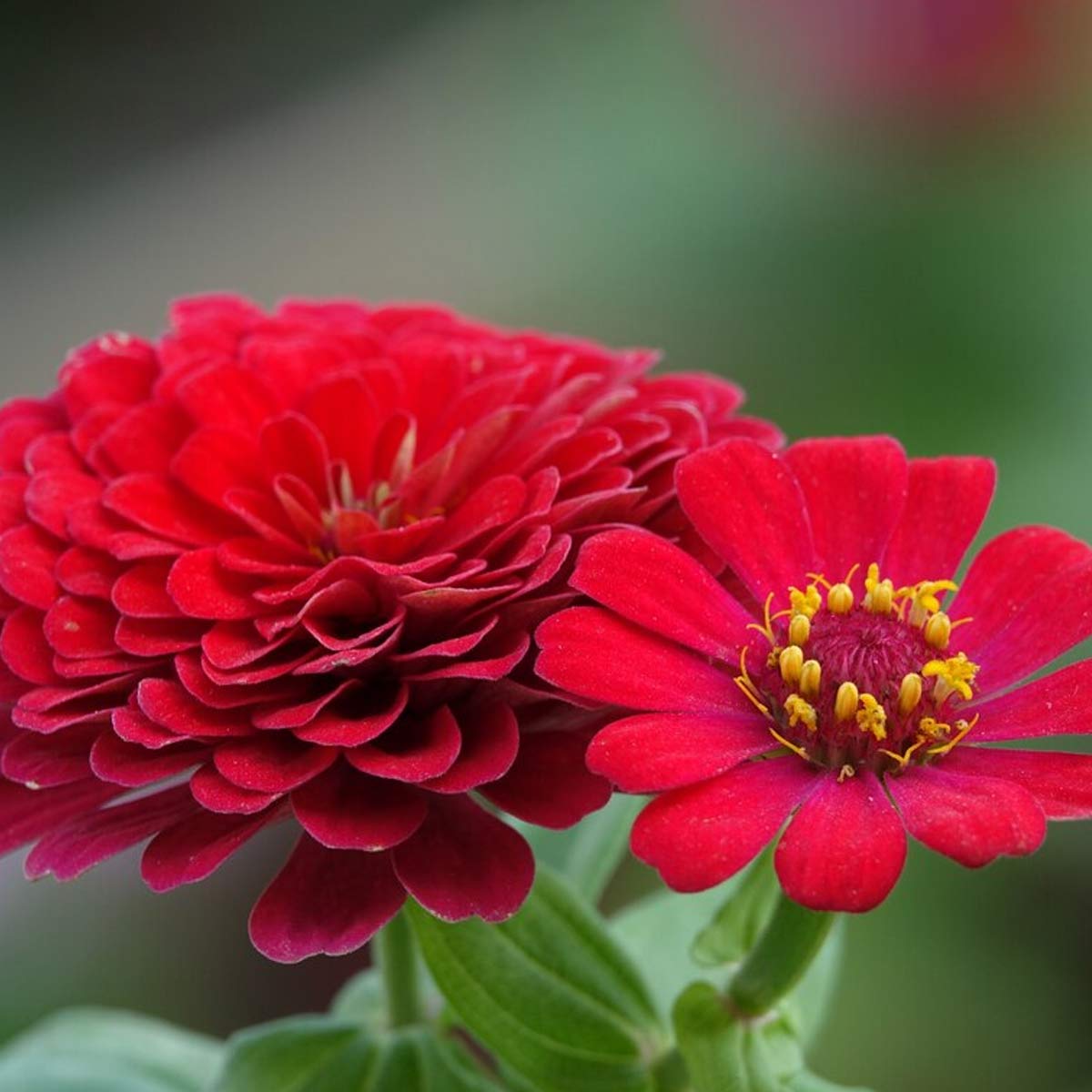 zinnia in hindi