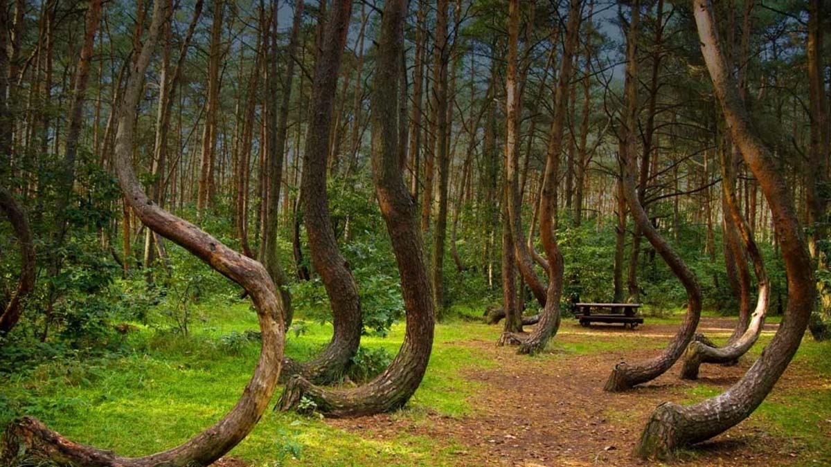 The Mystery of the Crooked Forest