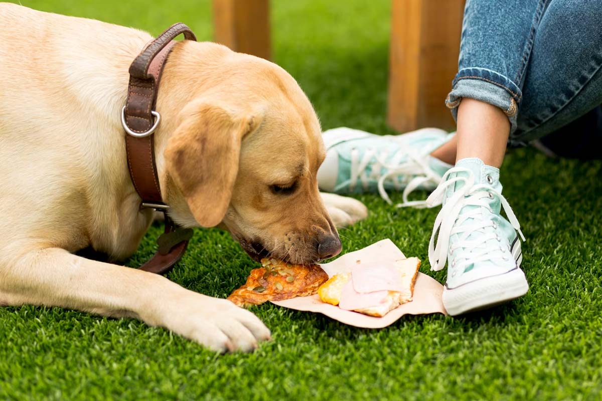 best human food for dogs with sensitive stomachs