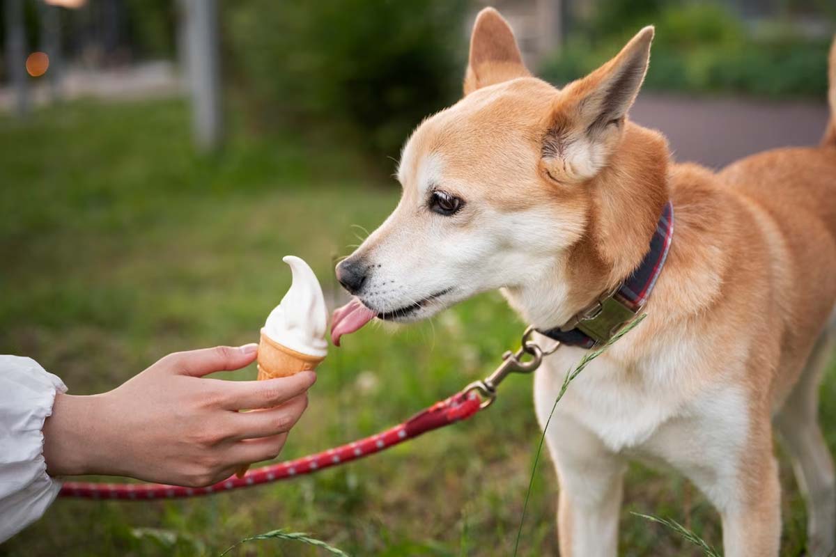 best human food for pet animals