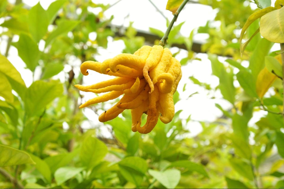 buddha's hand fruit in hindi