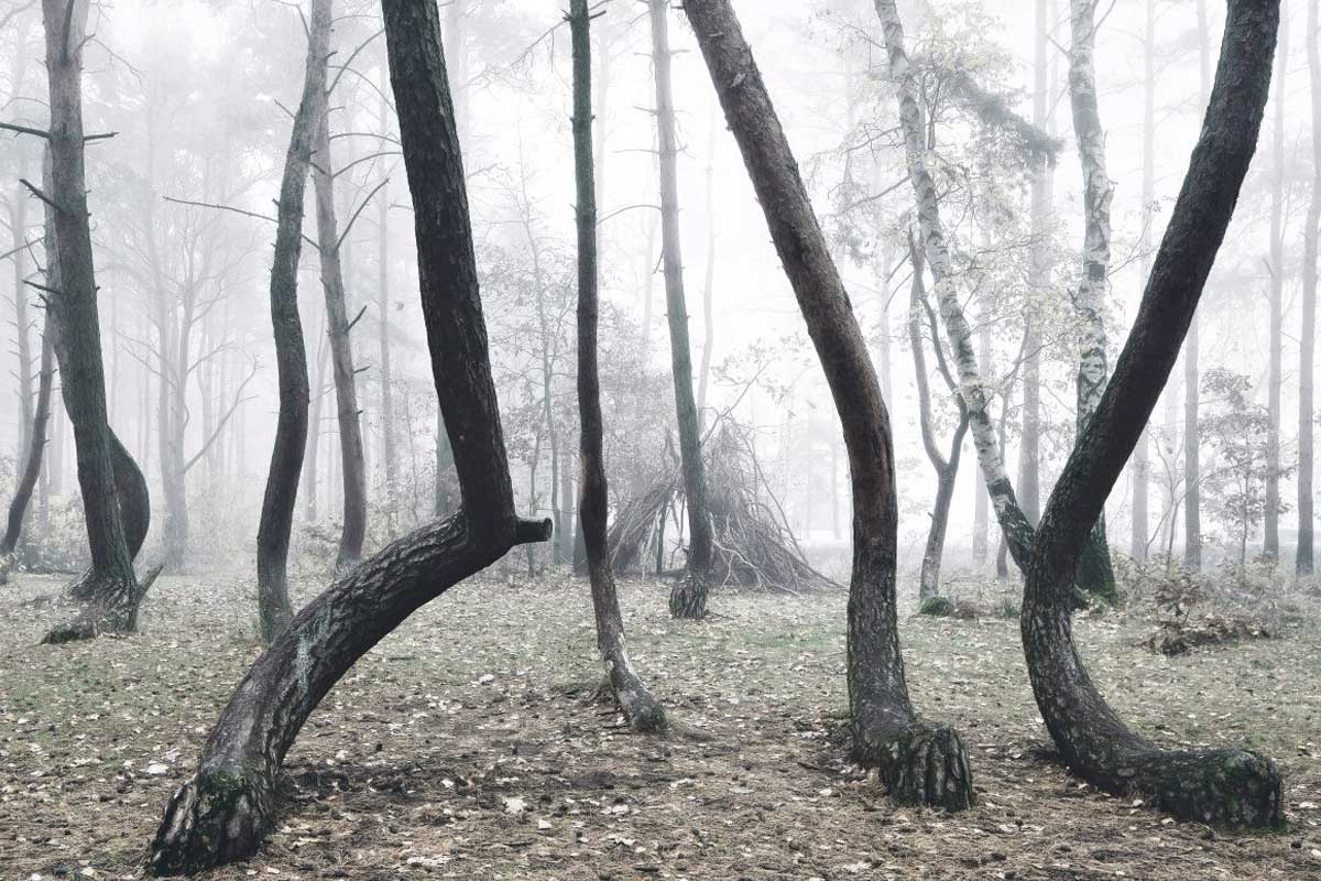crooked forest mystery
