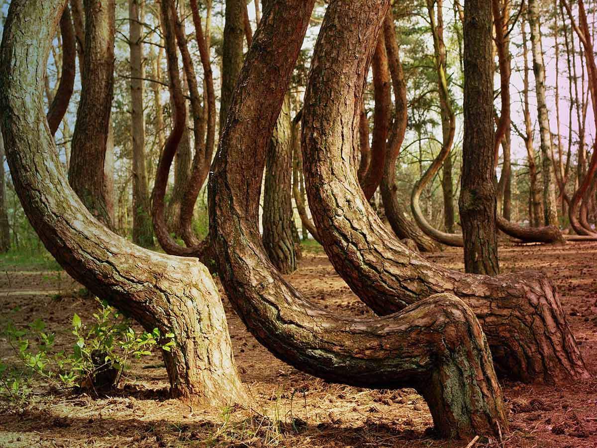 crooked forest