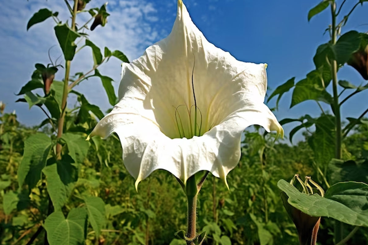 datura flower benefits