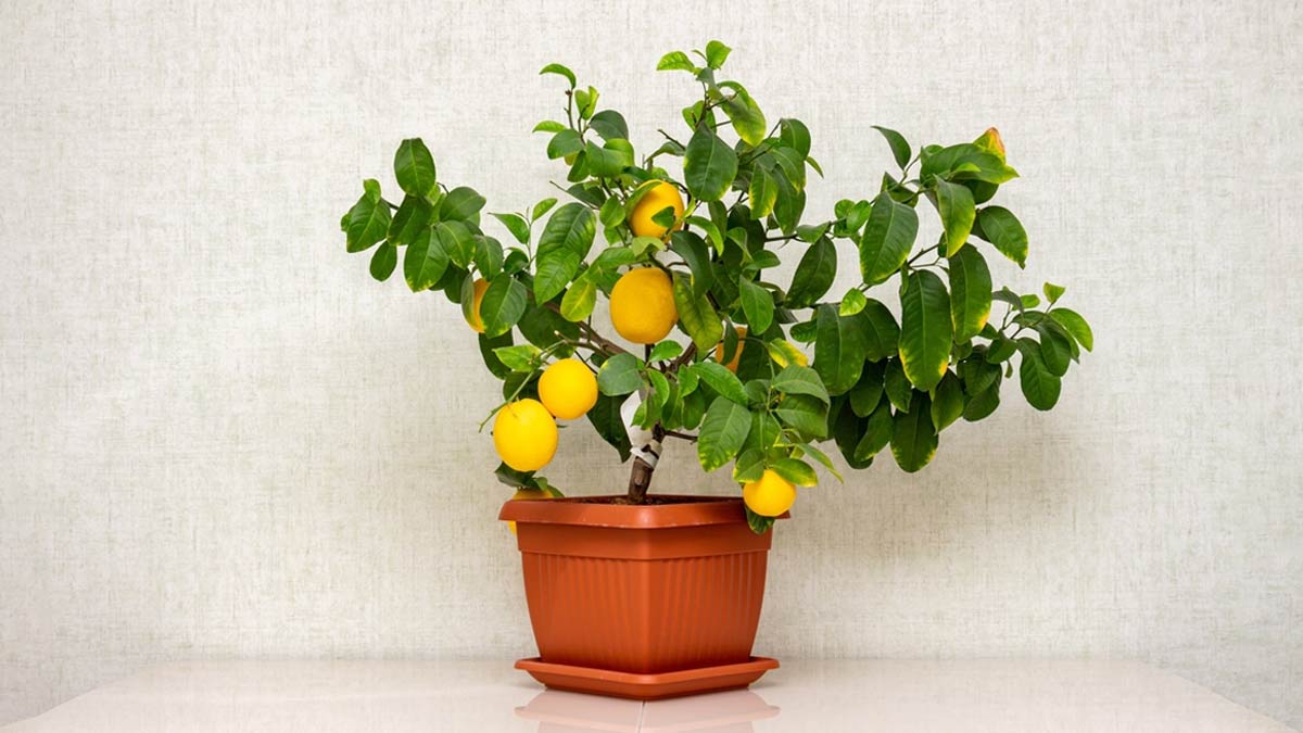 Into The Bloom How To Grow Lemon Plant At Home HerZindagi