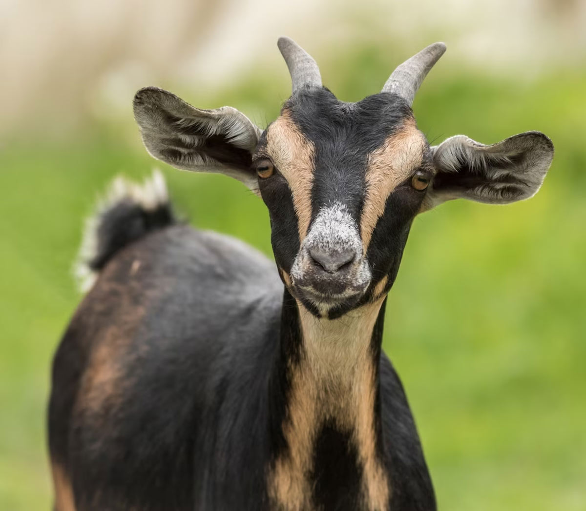 eid al adha qurbani and dua