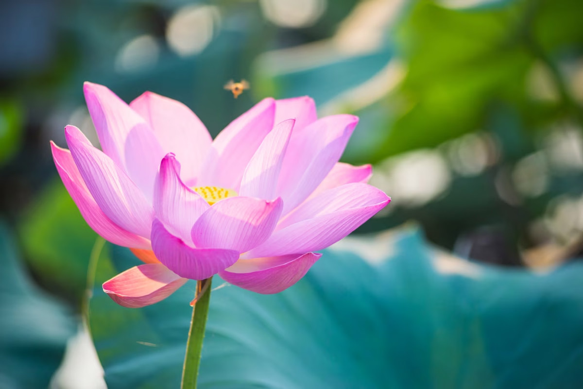 flowers used in cooking