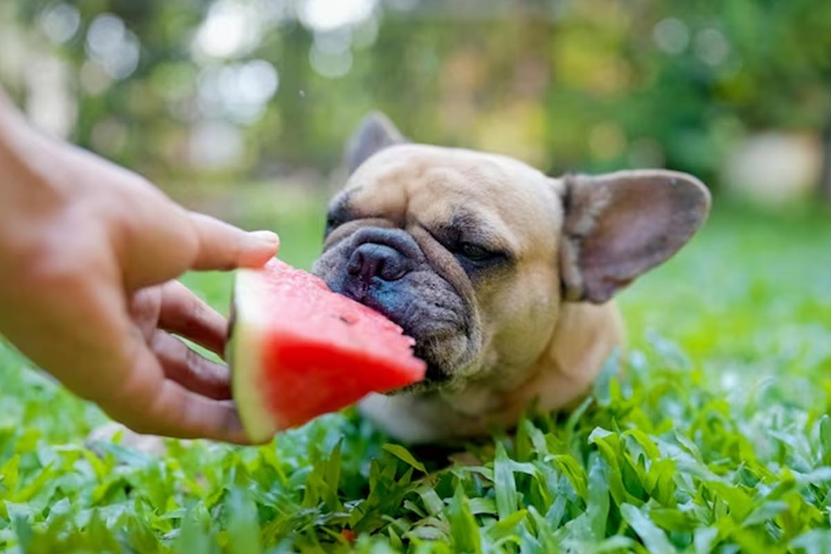 foods can eat human as well as pet animals