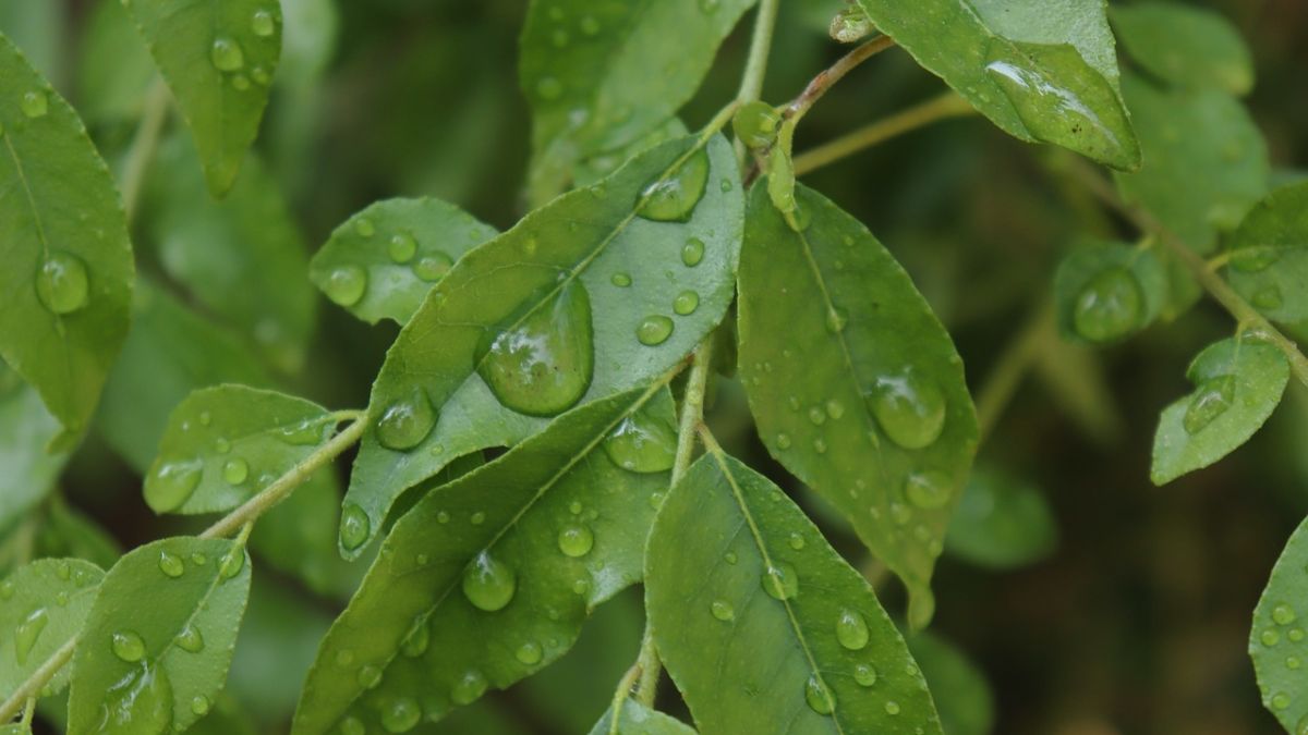 hair tonic curry leaf