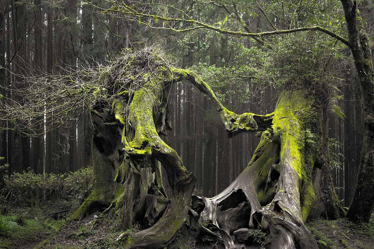 hoia baciu forest mystery