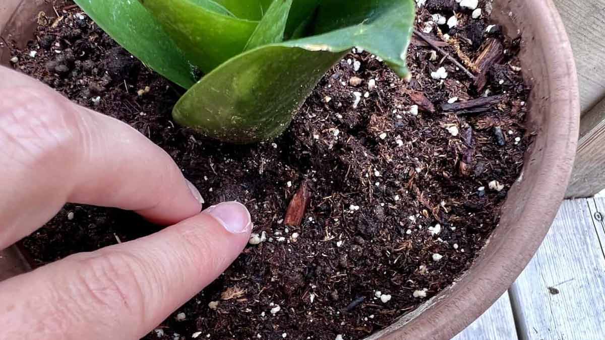 how-to-get-bugs-out-of-potting-soil
