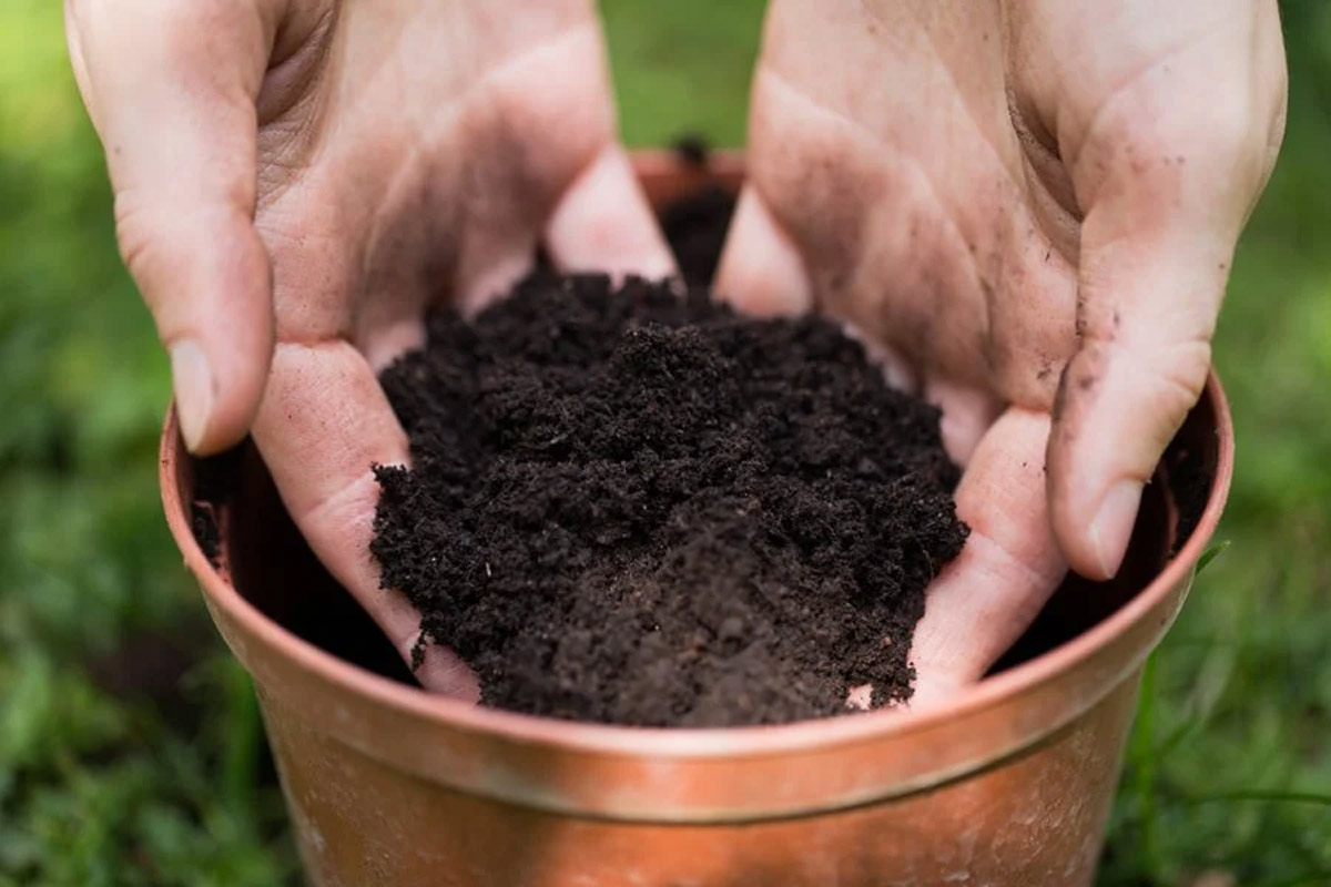 how to grow ashoka plant