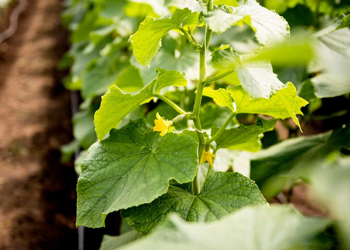 Into The Bloom How To Grow Cucumber At Home During Monsoon HerZindagi