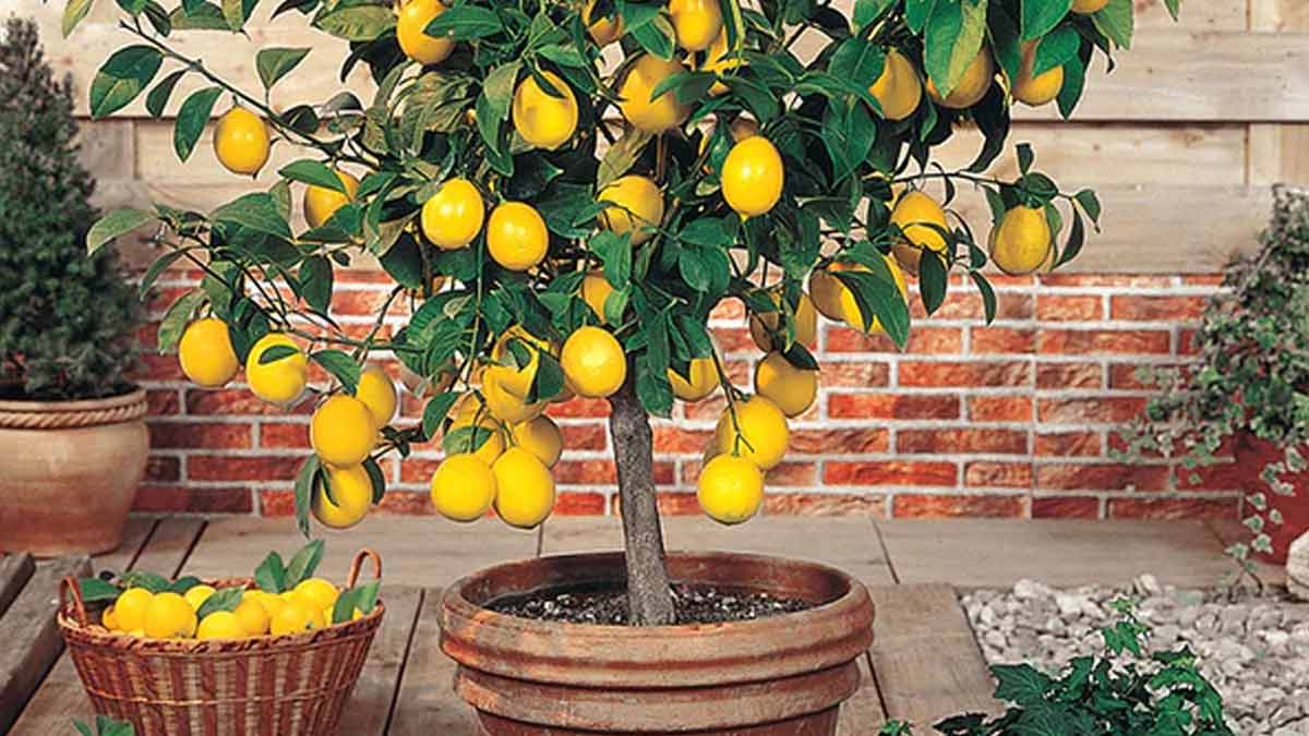 Into The Bloom: How To Grow Lemon Plant At Home | HerZindagi