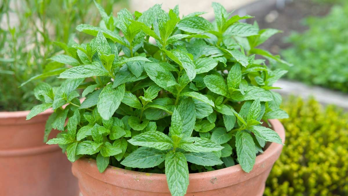 How To Grow Mint Plant At Home | HerZindagi