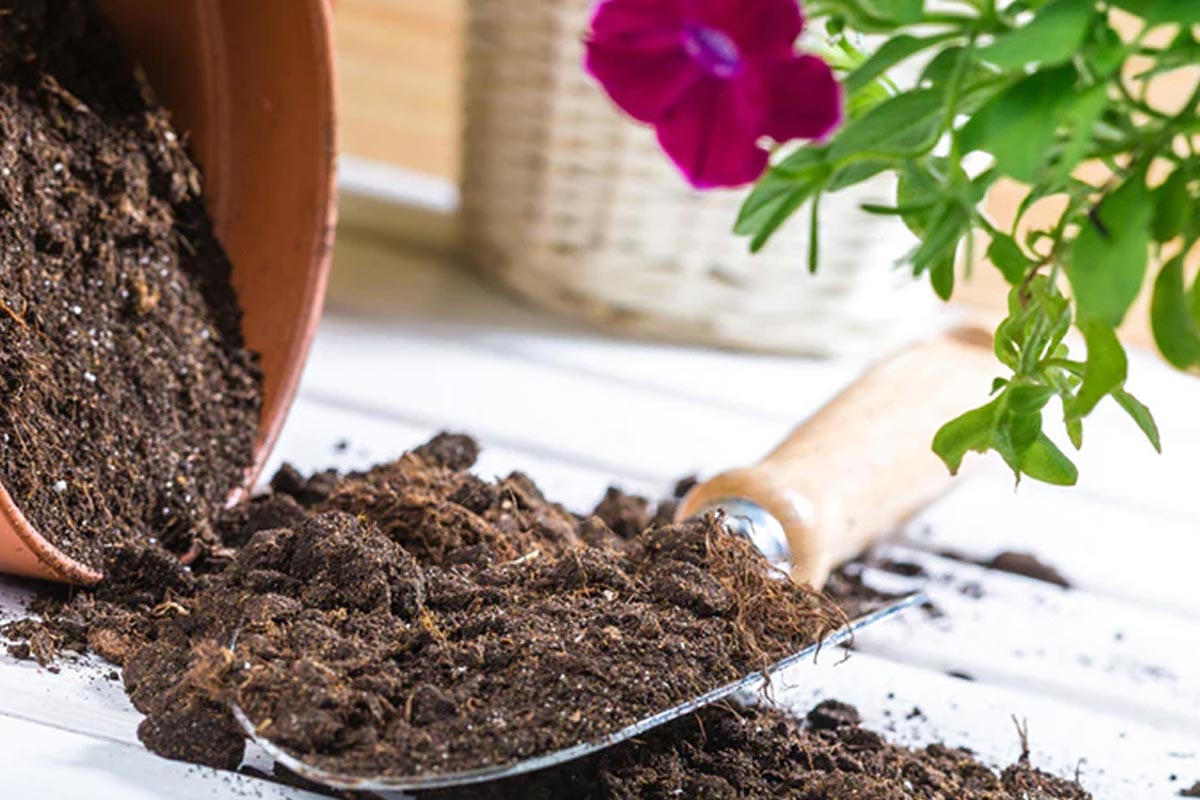 how to make compost with litchi peels at home