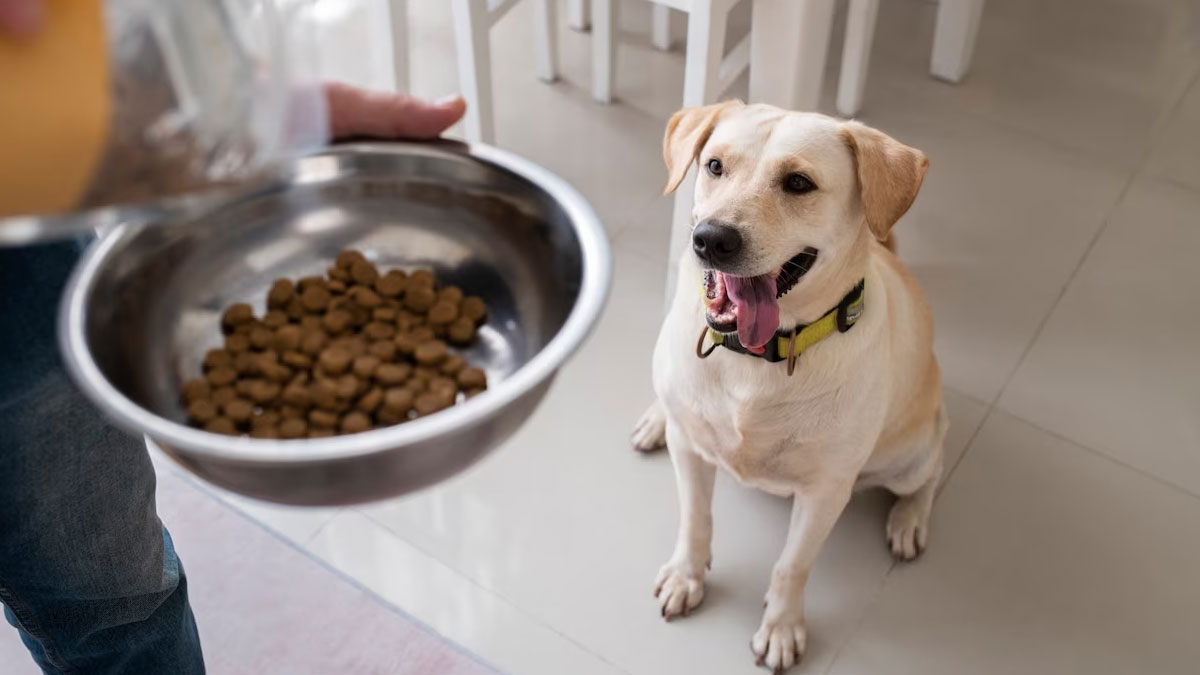 खत्म हो गया है पालतू जानवर का खाना, तो किचन में रखें इन चीजों को करें सर्व  | human food that dog can eat | HerZindagi