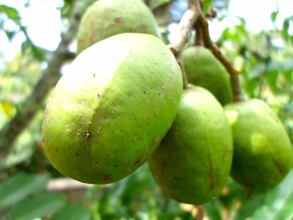 indian rare fruit name