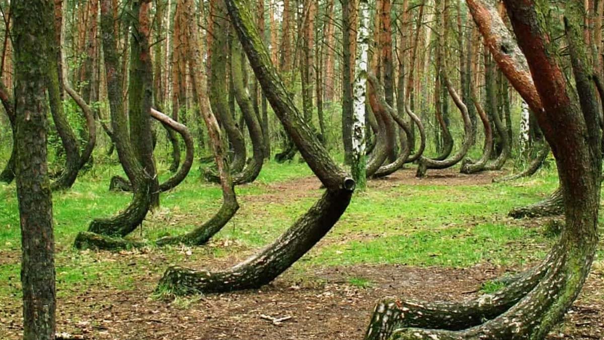 know Mystery of the Crooked Forest