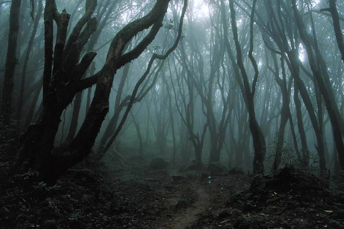 know hoia baciu forest mystery in romania