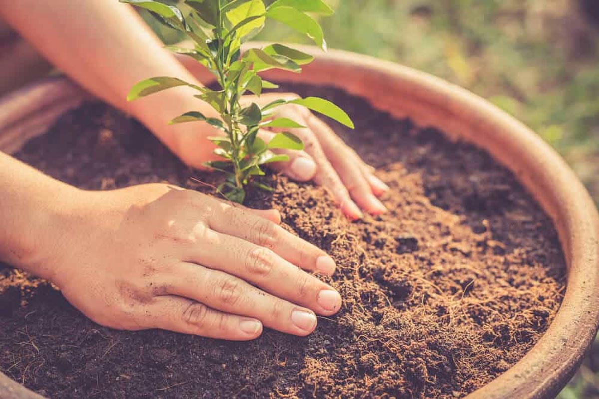 know how to grow ashoka plant in pot