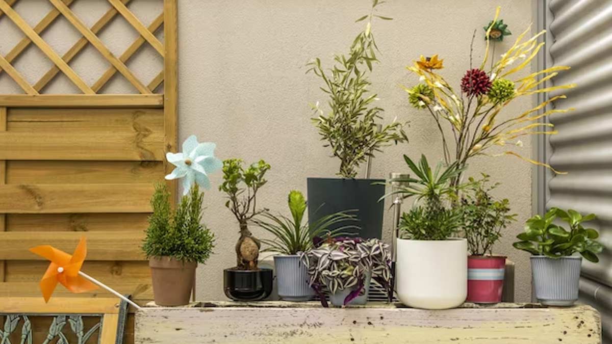 kuber dev ke priy paudhe