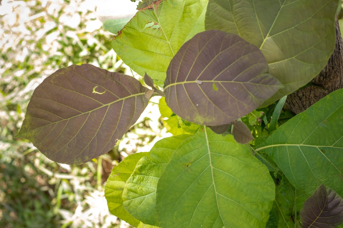 state two uses of leaves in our food