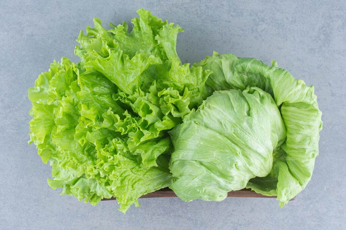 lettuce vs cabbage nutrition
