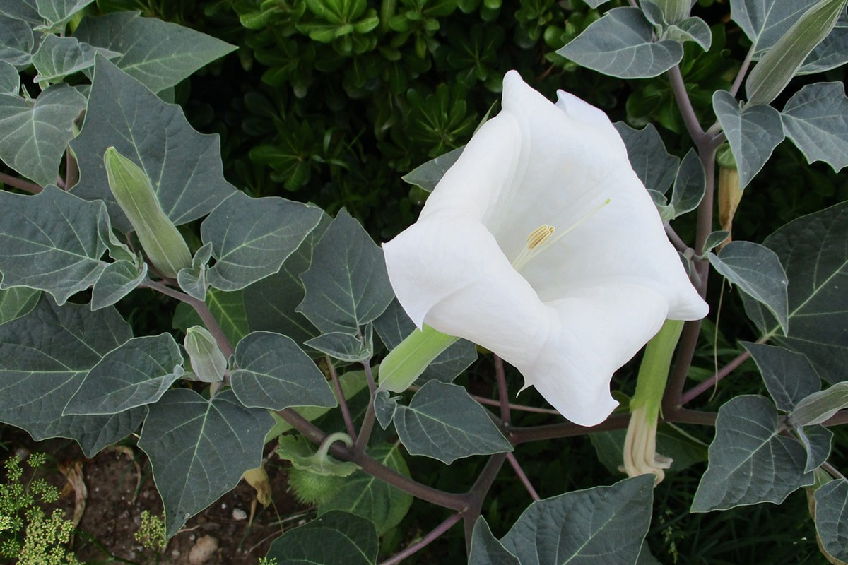 offer datura flower to shiva