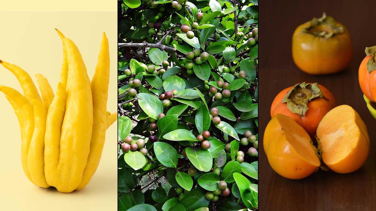 भारत में मिलते हैं ये अनोखे फल, आपने चखे क्या?