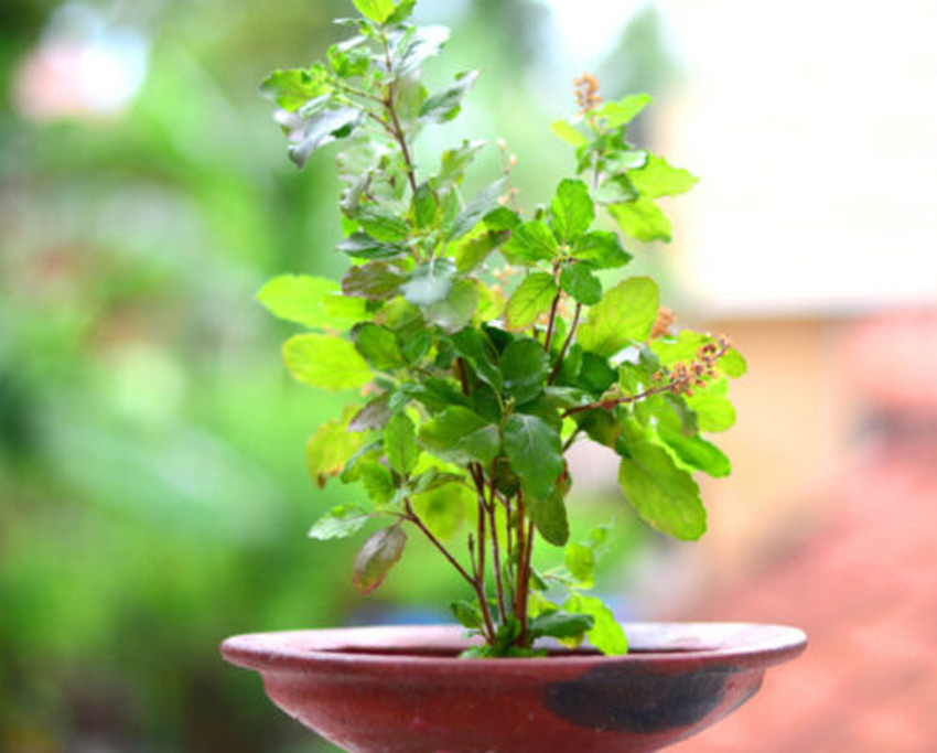 reviving tulsi plant