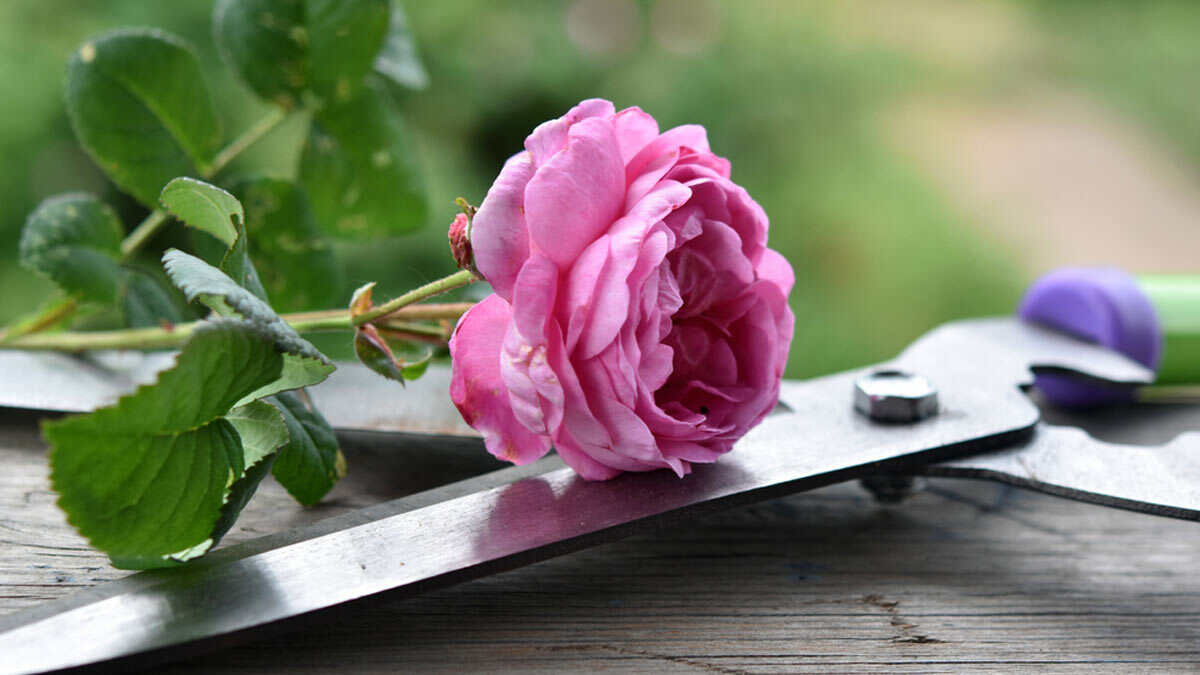 rose plant and cutting hacks
