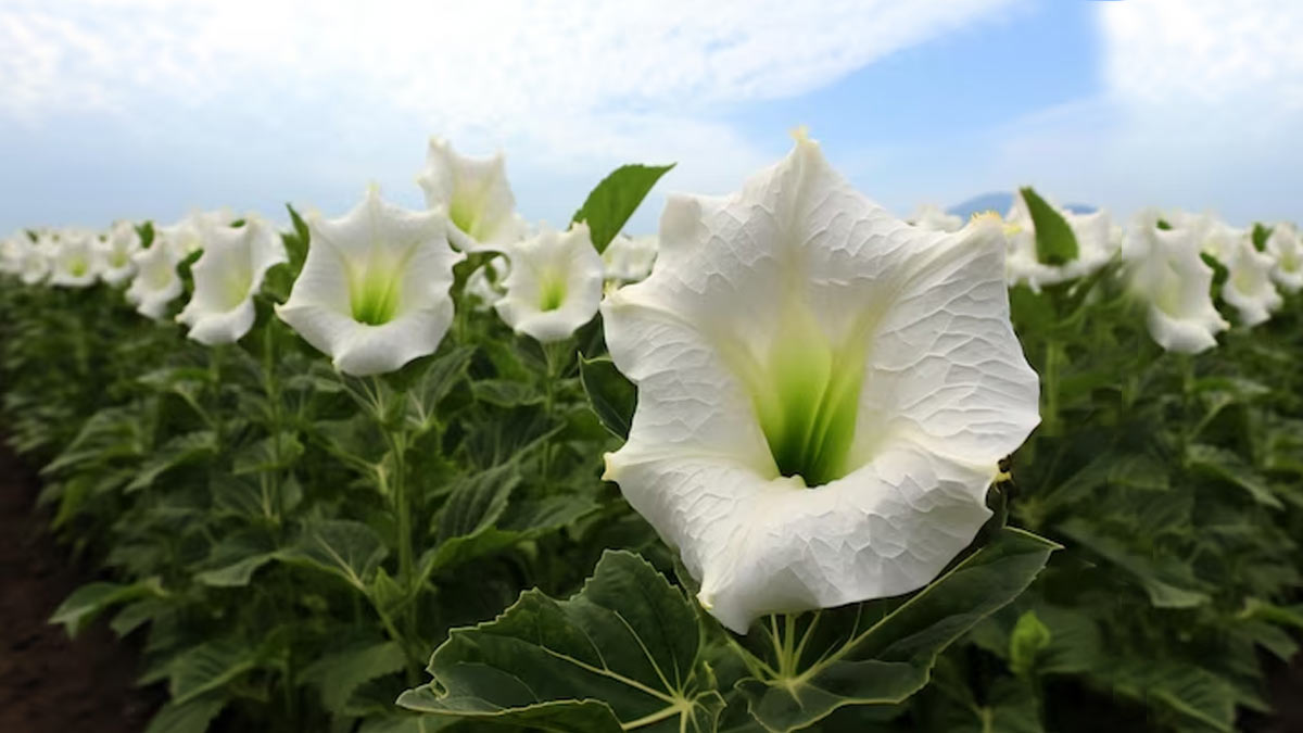 भगवान शिव पर चढ़ाएं धतूरे का फूल, मिलेगा पूजा का पूर्ण फल | significance of  offering datura flower to lord shiva | HerZindagi