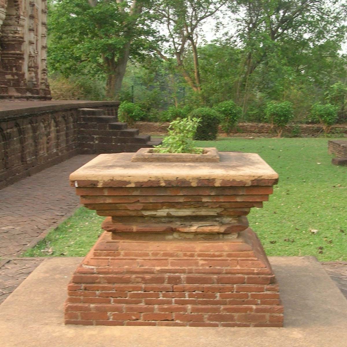 temple tulsi at home
