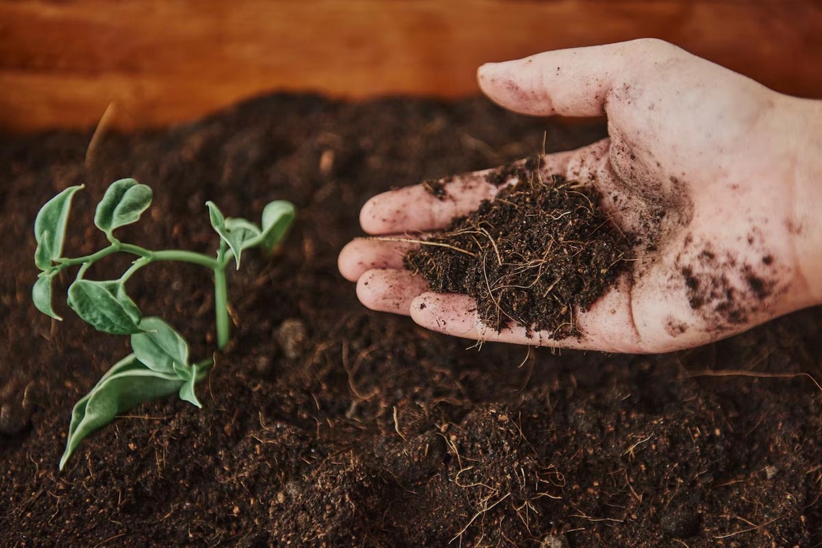 tips to buy good vermicompost for garden