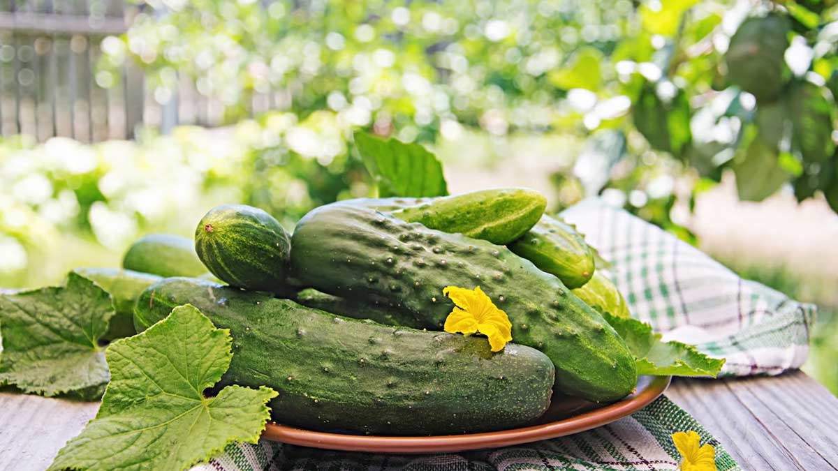 Hot House Cucumbers Information and Facts