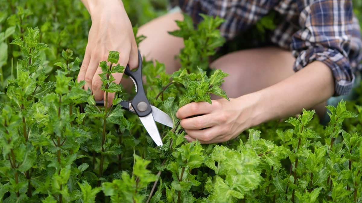 tips to grow mint leaves