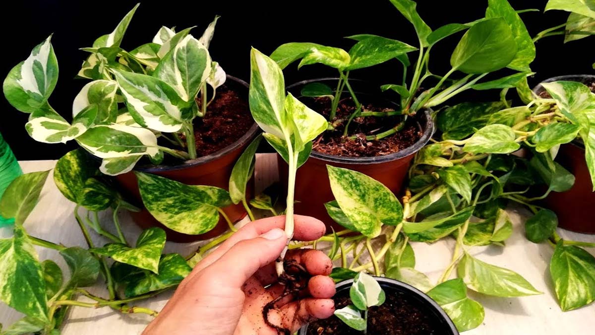 tips to make fertilizer for money plant at home