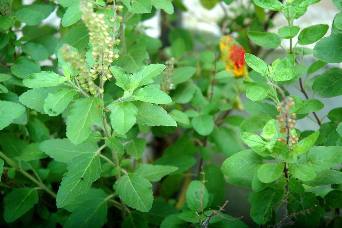 tulsi root at home main door benefits