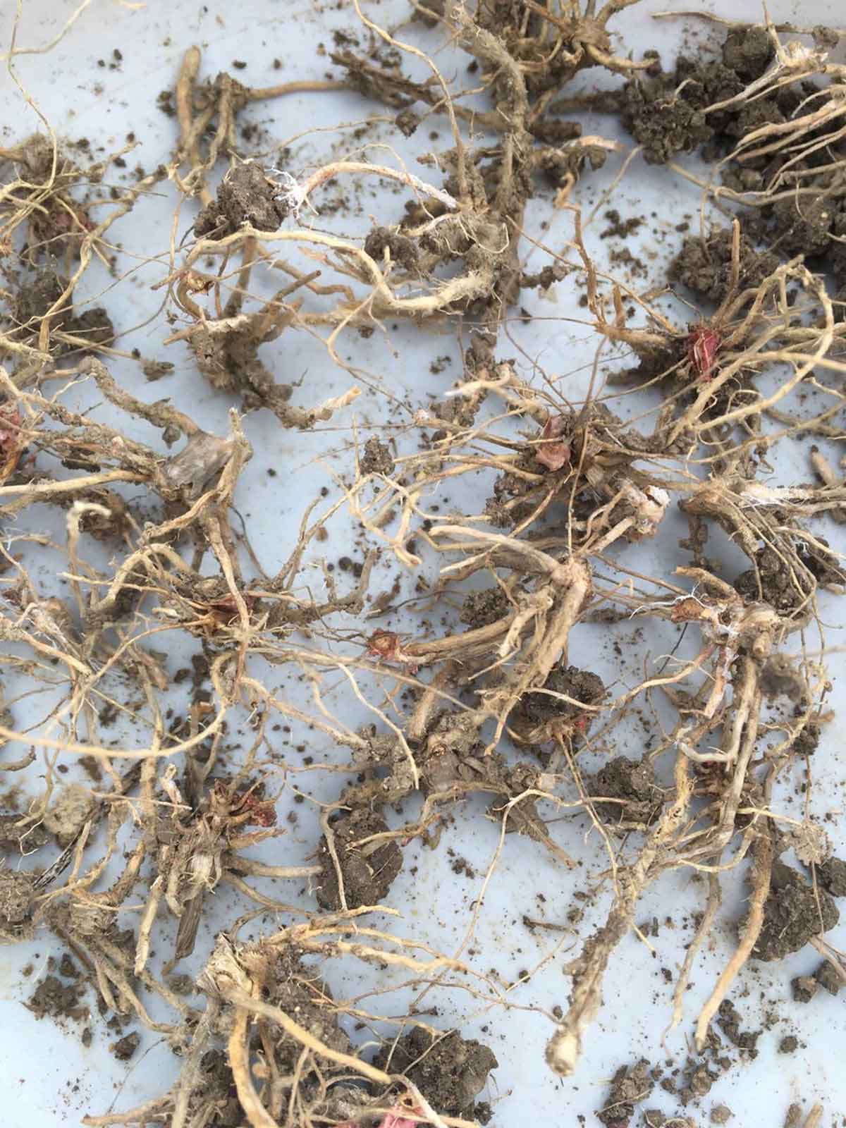 tulsi root at main door of home benefits