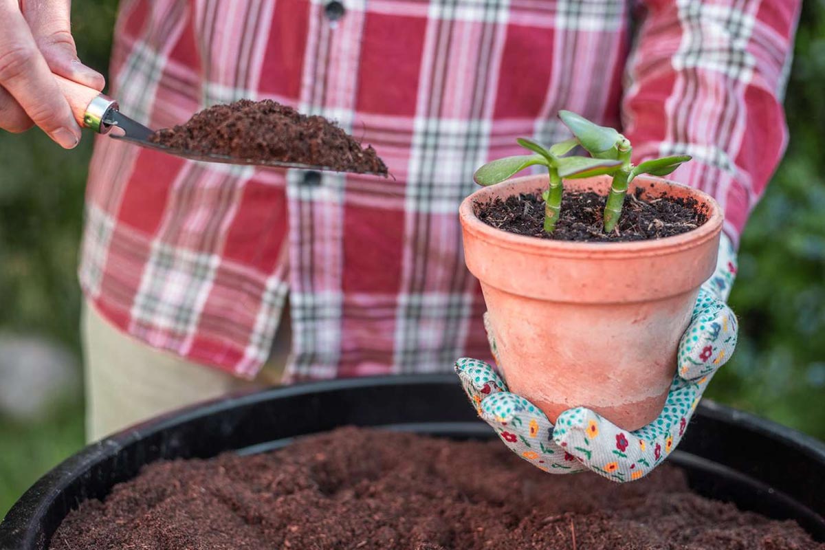 ways to make compost with litchi peels