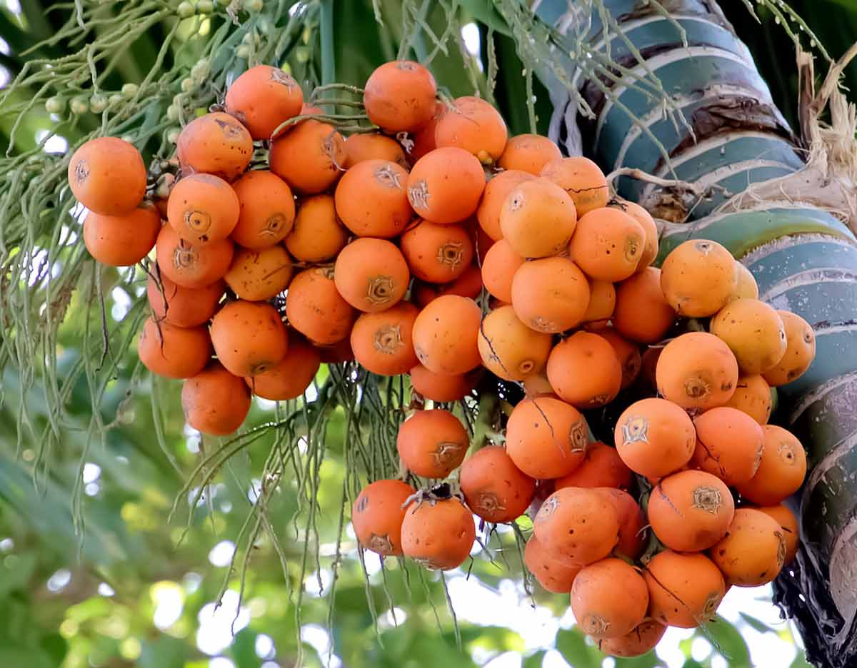 what is supari used for