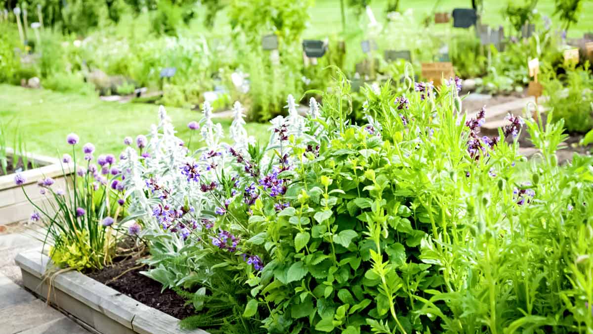  easy to grow ayurvedic plants hindi