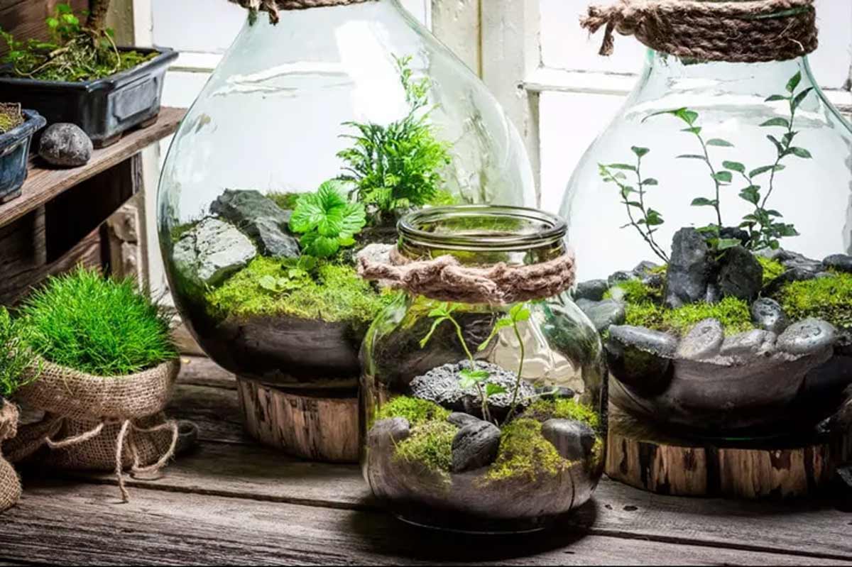 Indoor Plants You Can Grow In Jars & Bottles