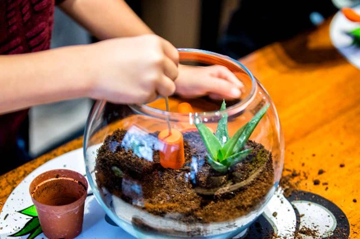 Indoor Plants You Can Grow In Jars in hindi