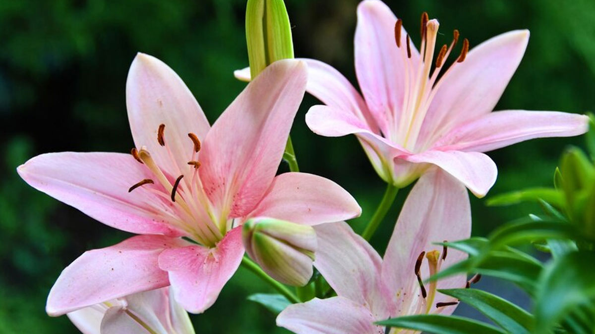 Lilies