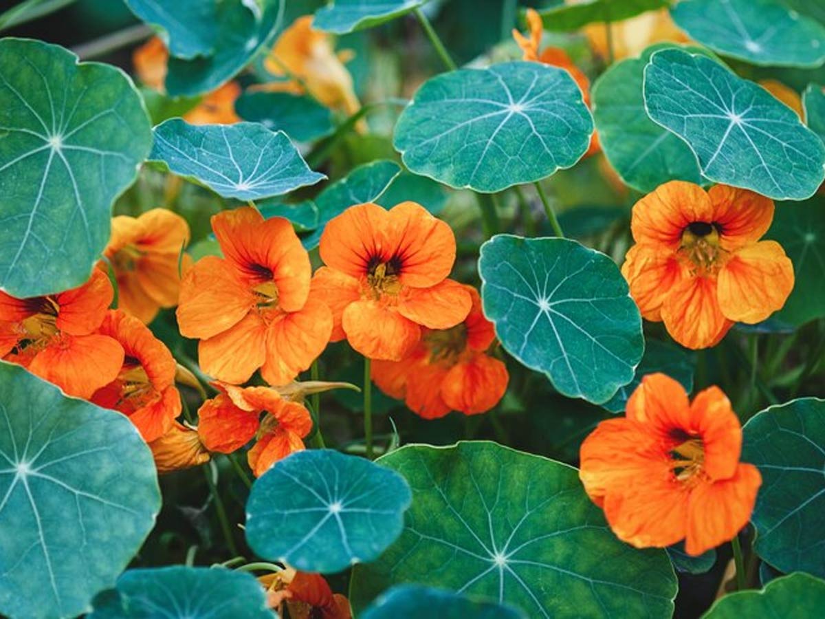Nasturtium Plant