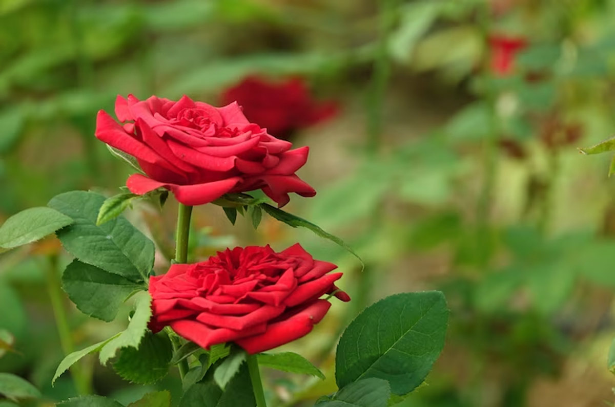 Rose plant growing tips