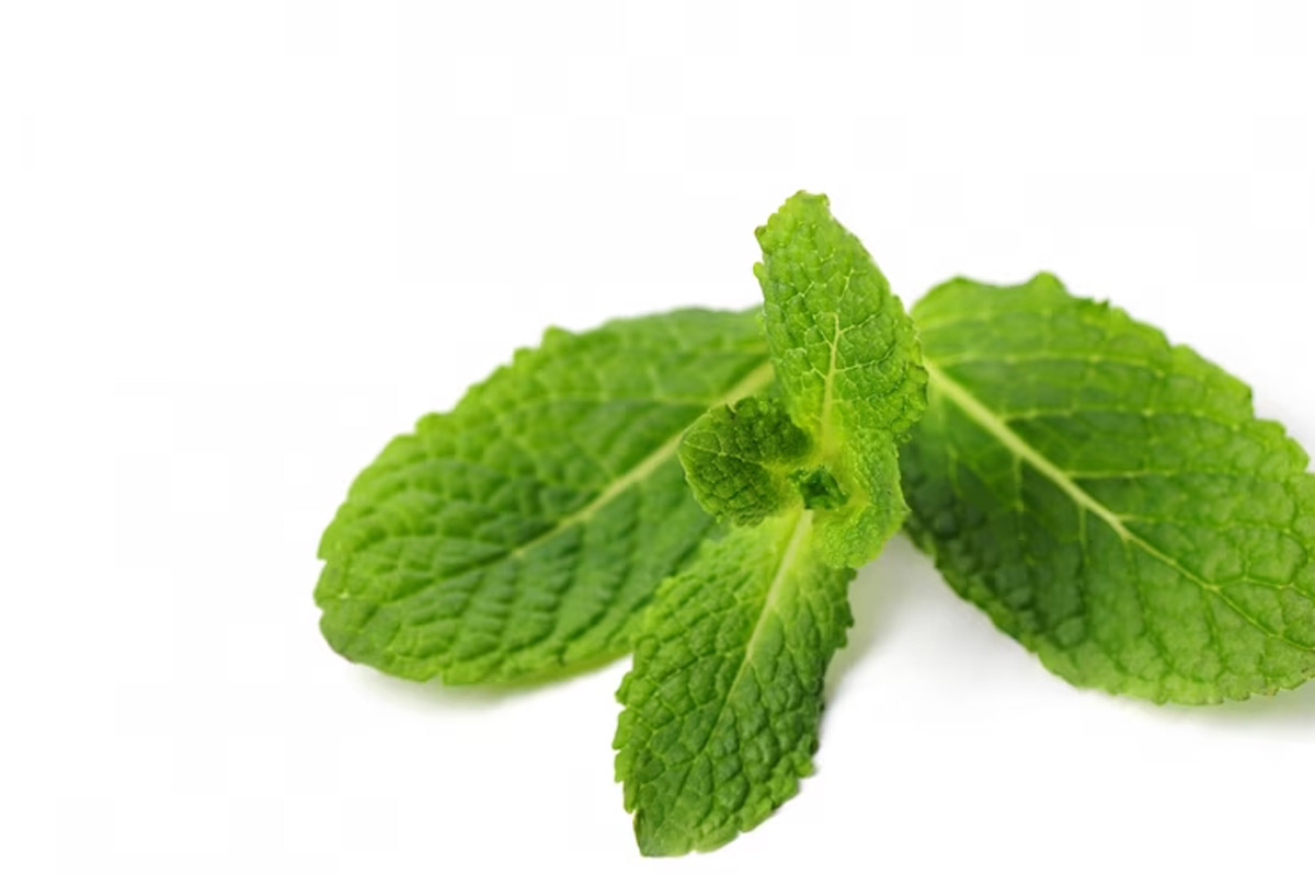 benefits of basil leaves